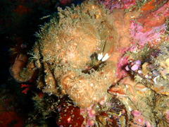Dromidia aegibotus