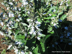 Ajuga ophrydis