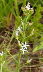 Wahlenbergia huttonii