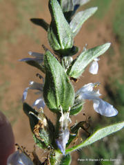 Ajuga ophrydis
