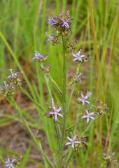 Wahlenbergia huttonii