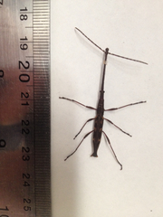 Lasiorhynchus barbicornis
