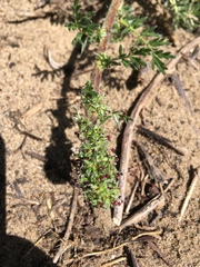 Acaena pinnatifida californica