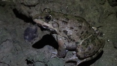 Hoplobatrachus crassus