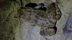 Hoplobatrachus crassus