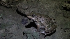 Hoplobatrachus crassus