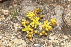 Sedum lanceolatum lanceolatum