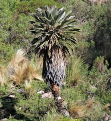 Trithrinax campestris