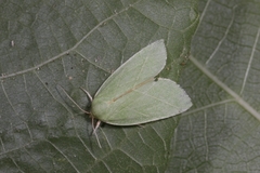 Bena bicolorana
