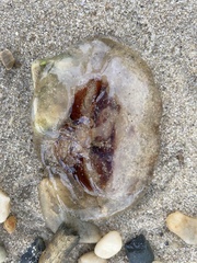 Chrysaora chesapeakei