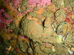 Dromidia aegibotus