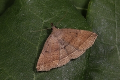 Pechipogo plumigeralis