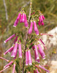 Erica diaphana