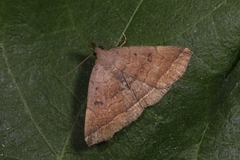 Pechipogo plumigeralis