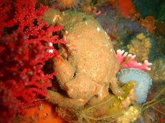 Dromidia aegibotus
