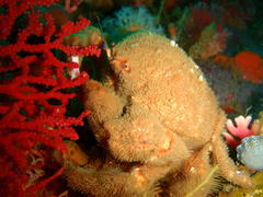 Dromidia aegibotus
