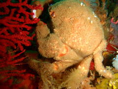 Dromidia aegibotus