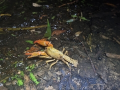 Engaeus tuberculatus