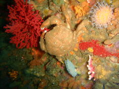 Dromidia aegibotus