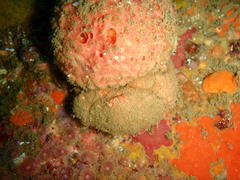 Dromidia aegibotus
