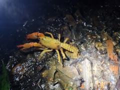 Engaeus tuberculatus