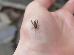 Lepidogryllus parvulus