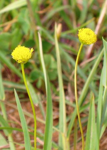 Euryops laxus image