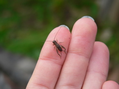 Lepidogryllus parvulus