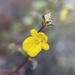 Hemimeris racemosa - Photo (c) Matt Berger,  זכויות יוצרים חלקיות (CC BY), הועלה על ידי Matt Berger