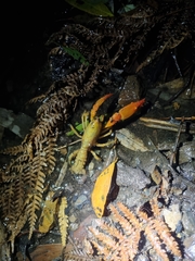 Engaeus tuberculatus