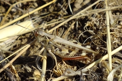 Dociostaurus maroccanus