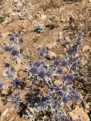 Eryngium billardieri