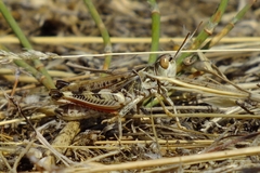 Dociostaurus maroccanus