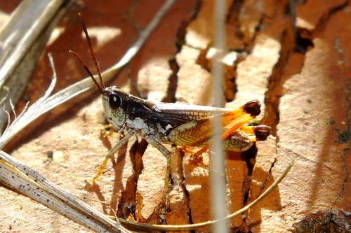Gravel Grasshopper