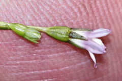 Wahlenbergia cernua