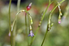 Wahlenbergia cernua