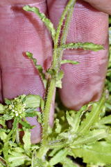 Wahlenbergia cernua
