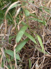 Pentanema spiraeifolium