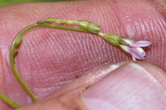 Wahlenbergia cernua
