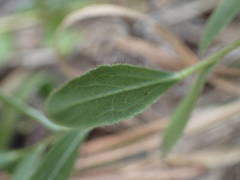 Pentanema spiraeifolium