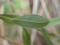 Pentanema spiraeifolium