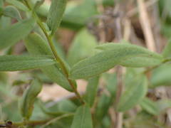 Pentanema spiraeifolium