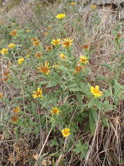 Pentanema spiraeifolium
