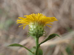 Pentanema spiraeifolium