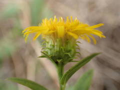 Pentanema spiraeifolium