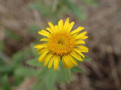 Pentanema spiraeifolium