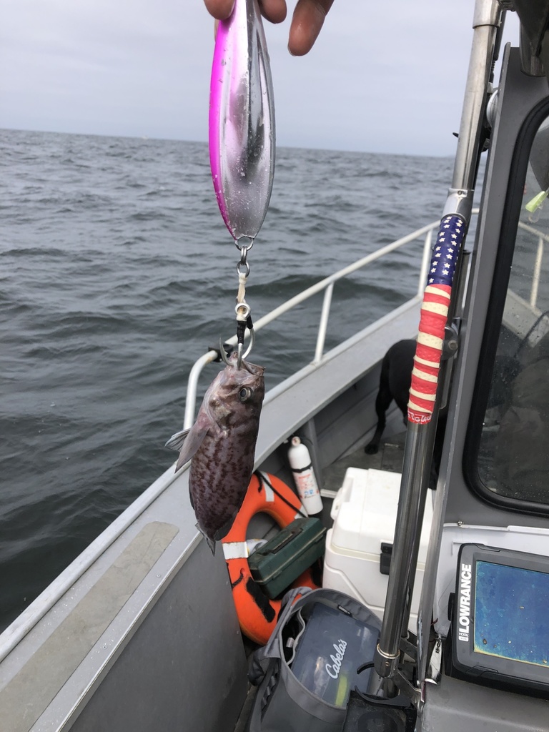 Photo of blue rockfish (Sebastes mystinus)