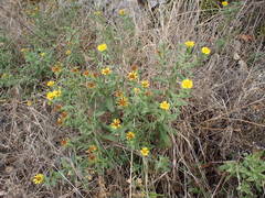 Pentanema spiraeifolium
