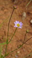 Afroaster serrulatus