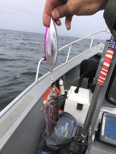 Photo of blue rockfish (Sebastes mystinus)